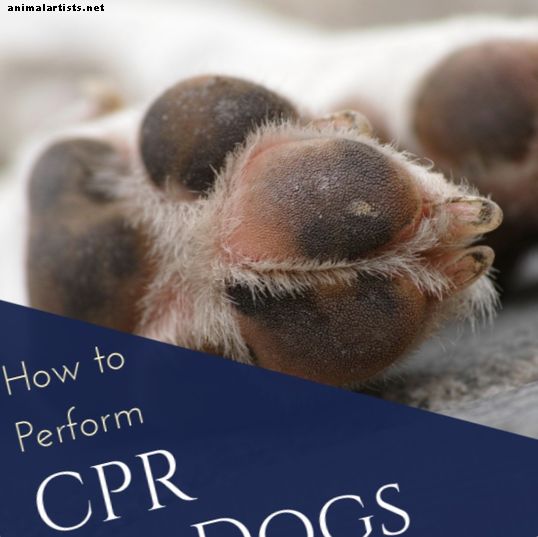 Kuidas teha teie koerale CPR-i