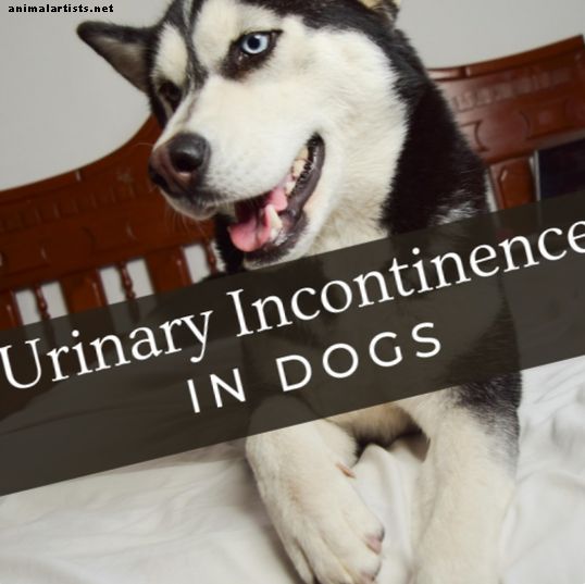 Vzroki za urinsko inkontinenco pri psih - Psi