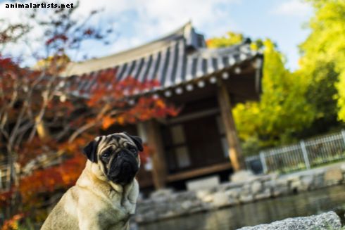 Die Geschichte der Möpse im alten China - Hunde