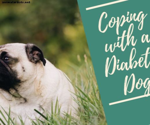 Kako se nositi s dijabetičkim psom