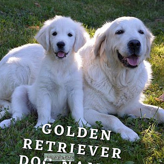 250+ imena pasa zlatnog retrivera (sa značenjima)