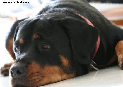 Perros - Rottweilers: el mejor perro guardián familiar