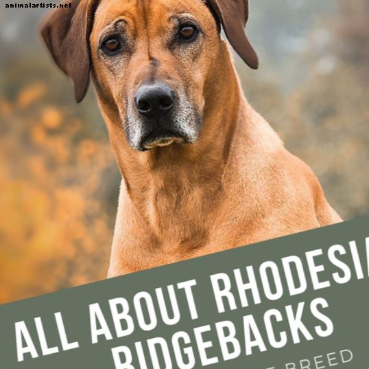 Rhodesian Ridgeback: História da raça, temperamento e perguntas frequentes