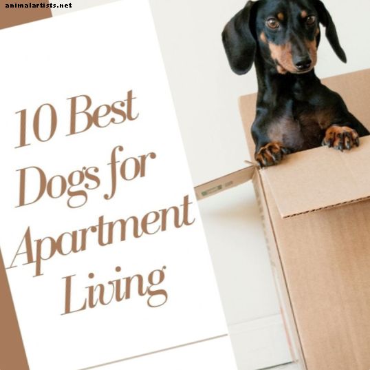 The Canine Roommate: Top 10 des meilleures races de chiens pour la vie en appartement