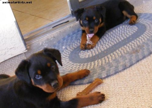 Rottweileri levinud tervise- ja geneetilised häired