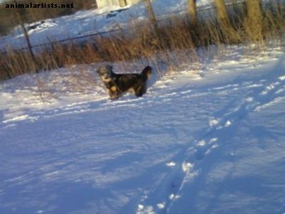 Perros - Cómo prevenir bolas de nieve y bolas de hielo en las almohadillas para los pies de tu perro