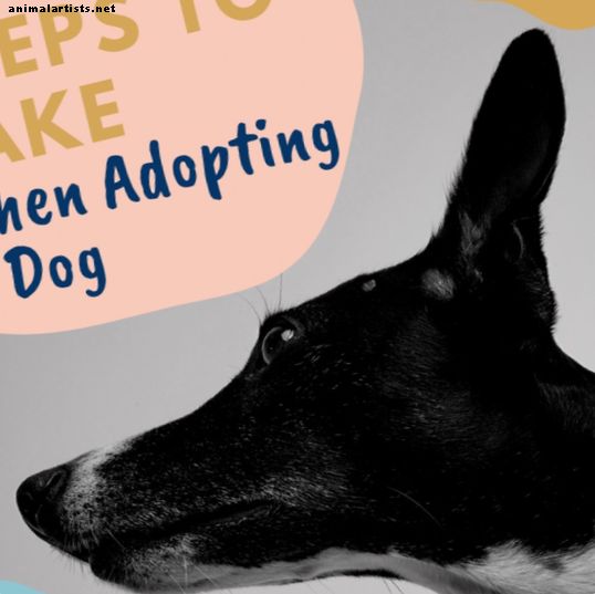 8 خطوات لإعدادك لكلبك الإنقاذ الجديد