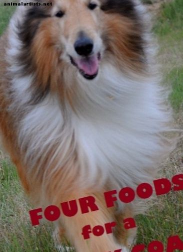 Hvordan gi hunden din et skinnende pels med 4 sunne matvarer