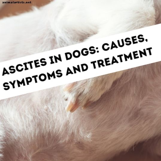 Príčiny ascitu (tekutina v bruchu) u psov
