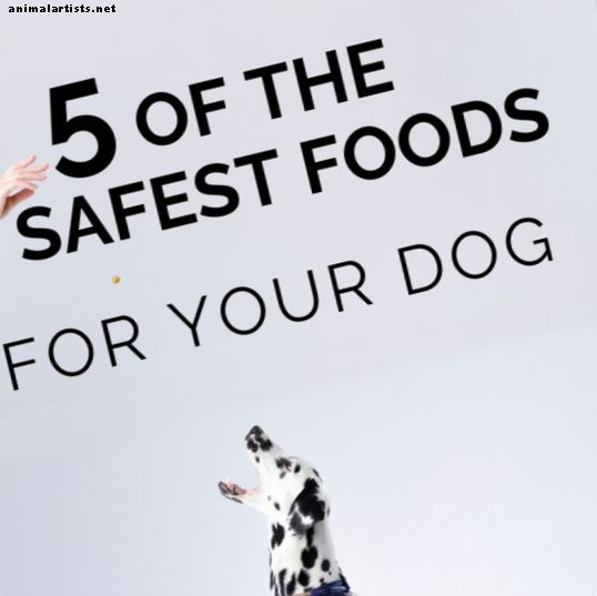 Cardiomyopathie dilatée: 5 aliments sûrs pour chiens qui n'ont jamais été rappelés