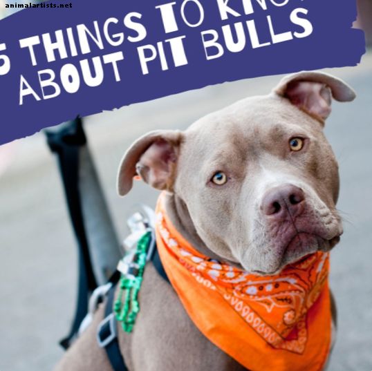 Motivo per cui non dovresti mai possedere un Pit Bull - Cani