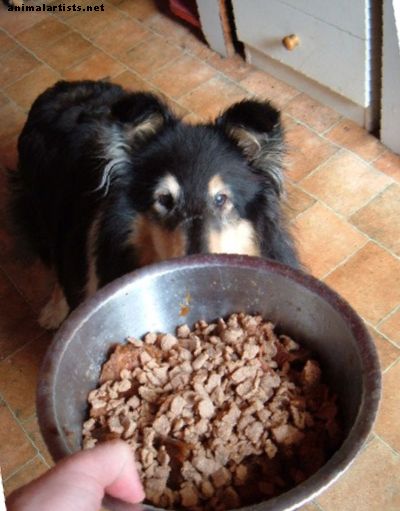 Por qué nunca debe confiar en el asesor de alimentos para perros - Perros