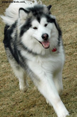 kutyák - Hogyan vőlegényes alaszkai malamut