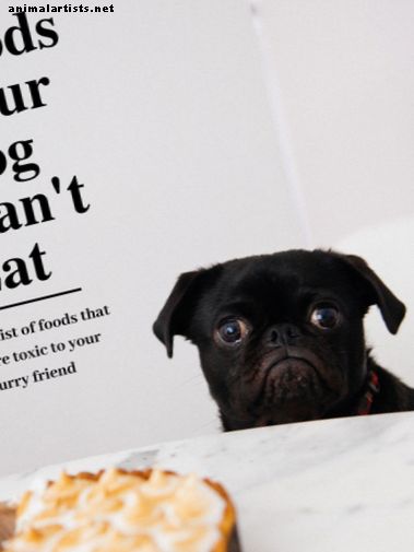 Seznam strupene človeške hrane, ki je vaš pes ne more jesti