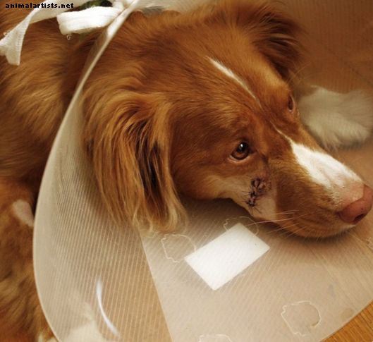 Egyszerű elsősegély a kutya darabjainak és kis sebeinek kezelésében otthon - kutyák