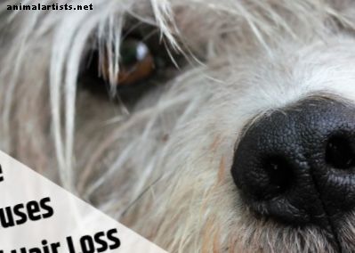 Miks mu koer kaotab juukseid ja mida ma peaksin sellega tegema? - Koerad