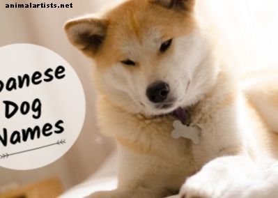 أفضل أسماء الكلاب اليابانية ل Tosa ، أكيتا ، أو شبعا اينو