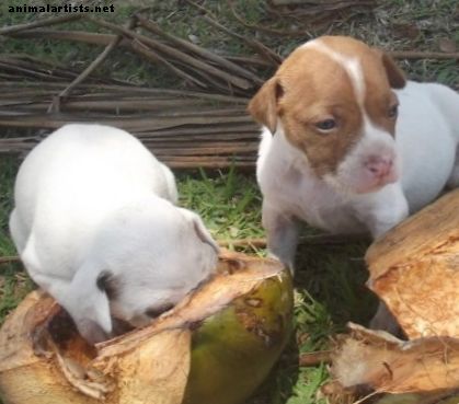 Hvordan hunden din drar nytte av kokosnøtt
