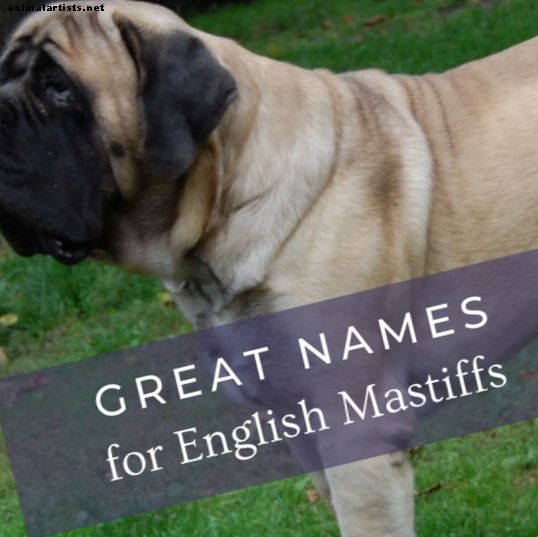 12 великих британских мифологических и литературных названий для вашего английского мастифа