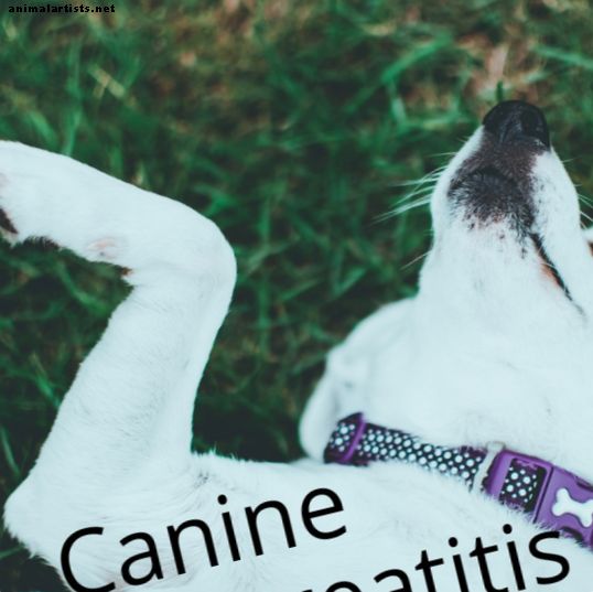 Kaj je pasji pankreatitis?
