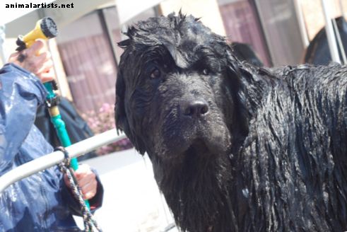 Kaip maudyti ir šampūną naudoti jūsų Niūfaundlendo šuniui