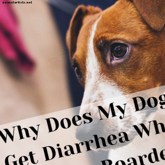 Какво причинява диария при кучета при качване на борда?
