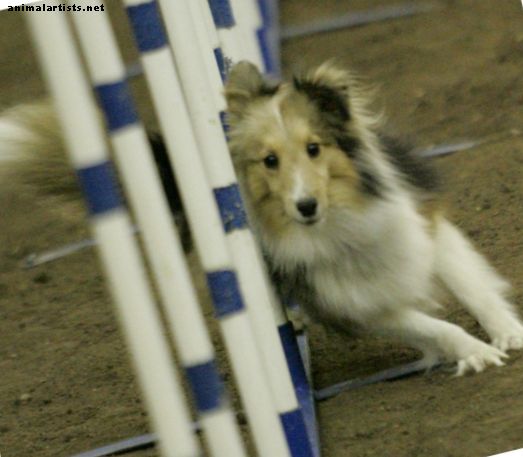 Пътешествие с едно кучешко първенство: Нашият път към спечелването на шампионската титла на пъргавината на AKC