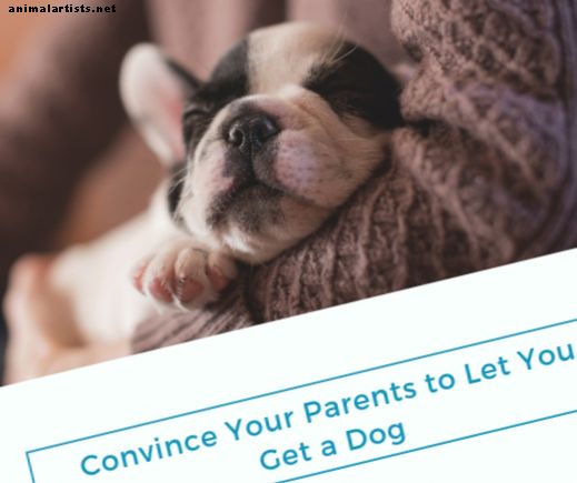 Ako presvedčiť svojich rodičov, aby vám dali psa