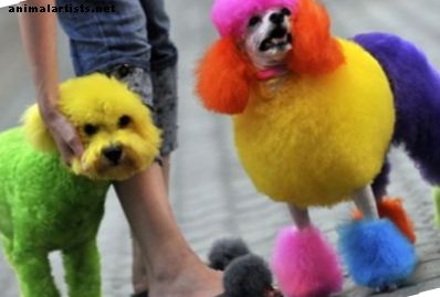 Hur man färgar hundens hår hemma med hjälp av Kool-Aid - Hundar