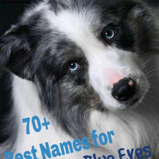 70+ yksilöllisiä nimiä koirille, joilla on sinisilmäinen