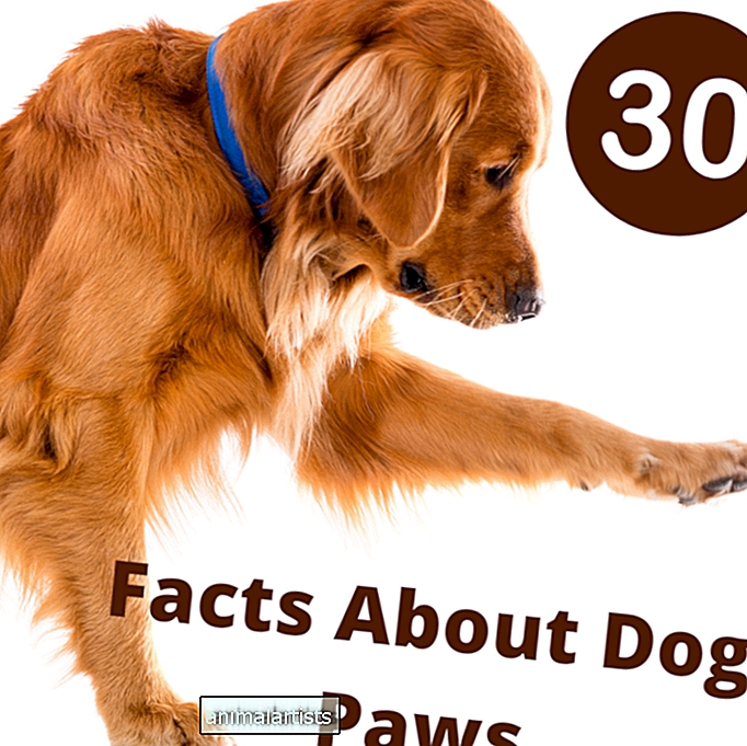 30 faits fascinants sur les pattes de chien