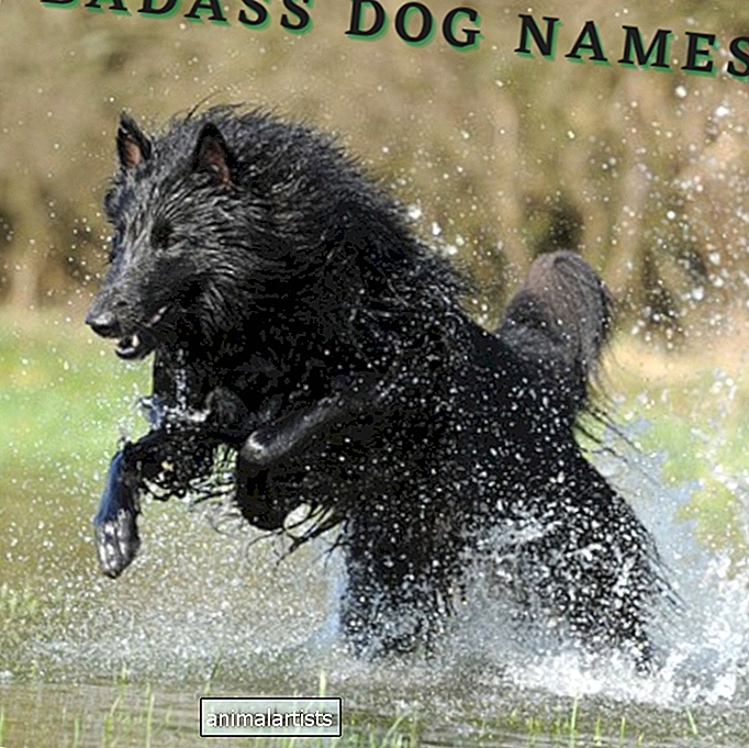 Više od 300 opakih imena pasa (s definicijama) za vaše štene