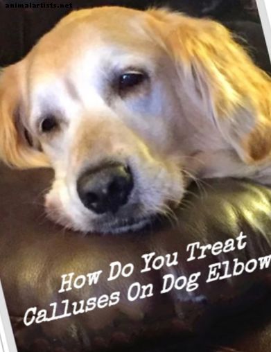 Como tratar e prevenir calos nos cotovelos de cães que podem sangrar