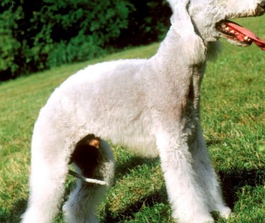 As 10 raças de cães mais feias do mundo