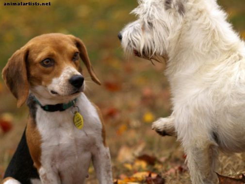 Ar šunims reikia bendrauti su kitais šunimis?  (Kodėl socializacija yra svarbiausia)