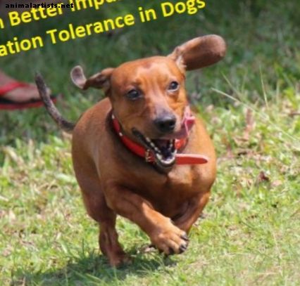 8 vježbe za trening pseće kontrole impulsa i tolerancije frustracije