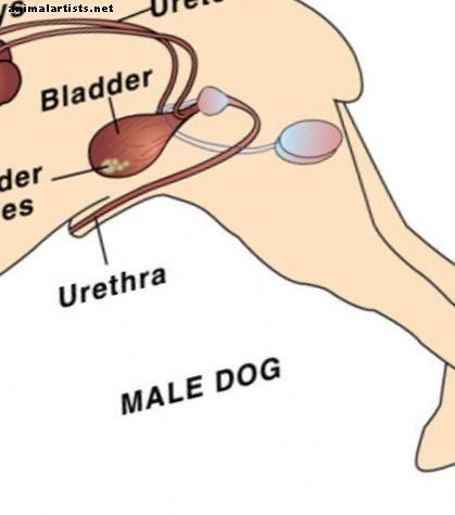 Como cuidar do seu cão após uma uretrostomia