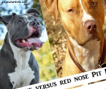 Fakta om blå nese og røde nese Pit Bulls - hunder