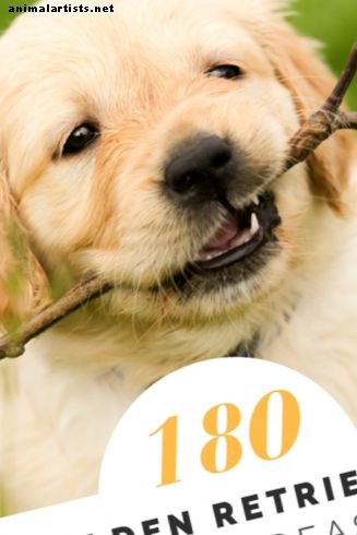 الكلاب - أكثر من 180 أسماء المسترد الذهبي لجهودكم الجرو الحبيب