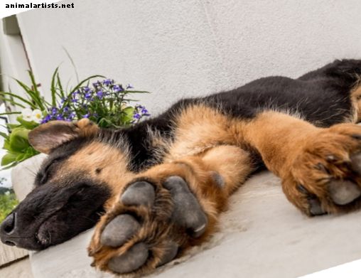 5 Häufig auftretende Magenprobleme beim Deutschen Schäferhund - Hunde