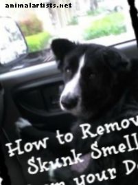 Cómo quitar el olor a mofeta de un perro
