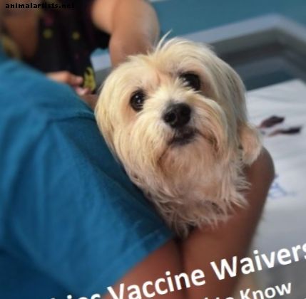 Odricanje cjepiva protiv bjesnoće za pse: što treba znati