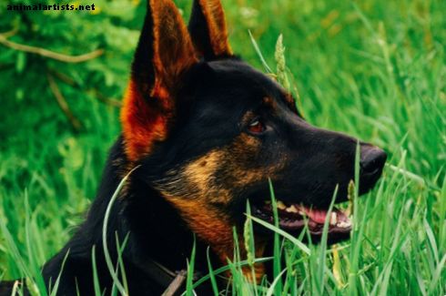 Perros - Cómo romper la casa de un cachorro de pastor alemán