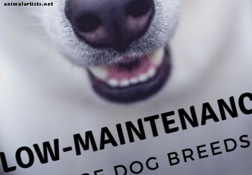 10 didelių šunų veislių, kurių priežiūra nereikalinga