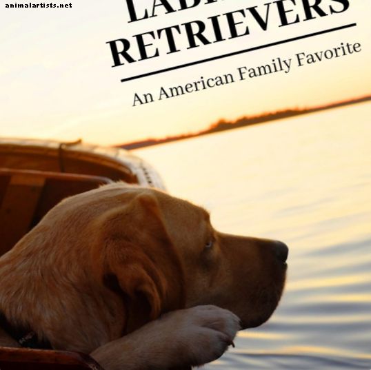 Informazioni sulla razza Labrador Retriever: The Doggie Matchmaker