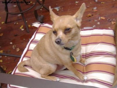 Chihuahuaov tepelný cyklus: úvahy o šľachtení a riziká