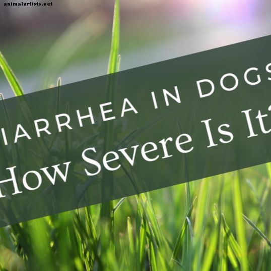 Comment arrêter la diarrhée chez les chiens