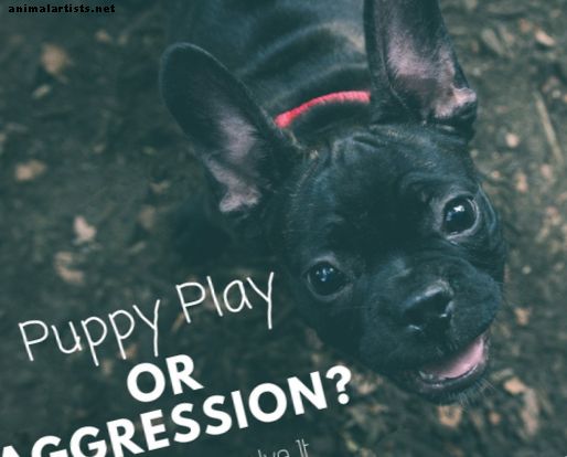 Кучета - Нормална ли е грубата или агресивна игра на кученца?