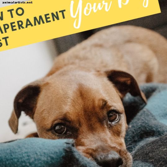 Kaip patikrinti jūsų naujai priimto prieglaudos šuns asmenybę