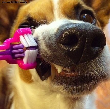 Millised on elektriliste hambaharjade eelised koertele?